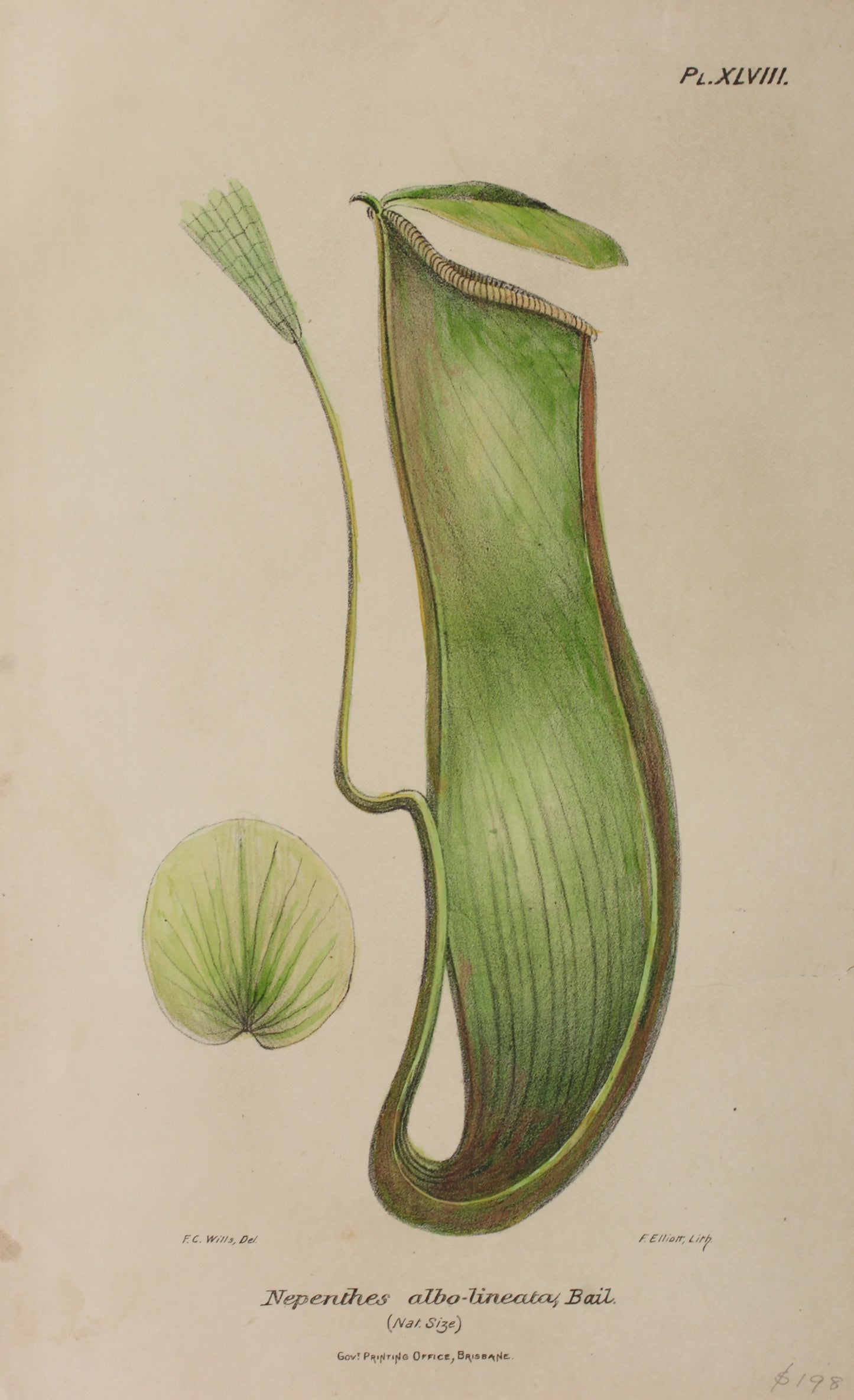 Botanical: Nepenthes Albo Lineata (pink) by Frederick Manson Bailey