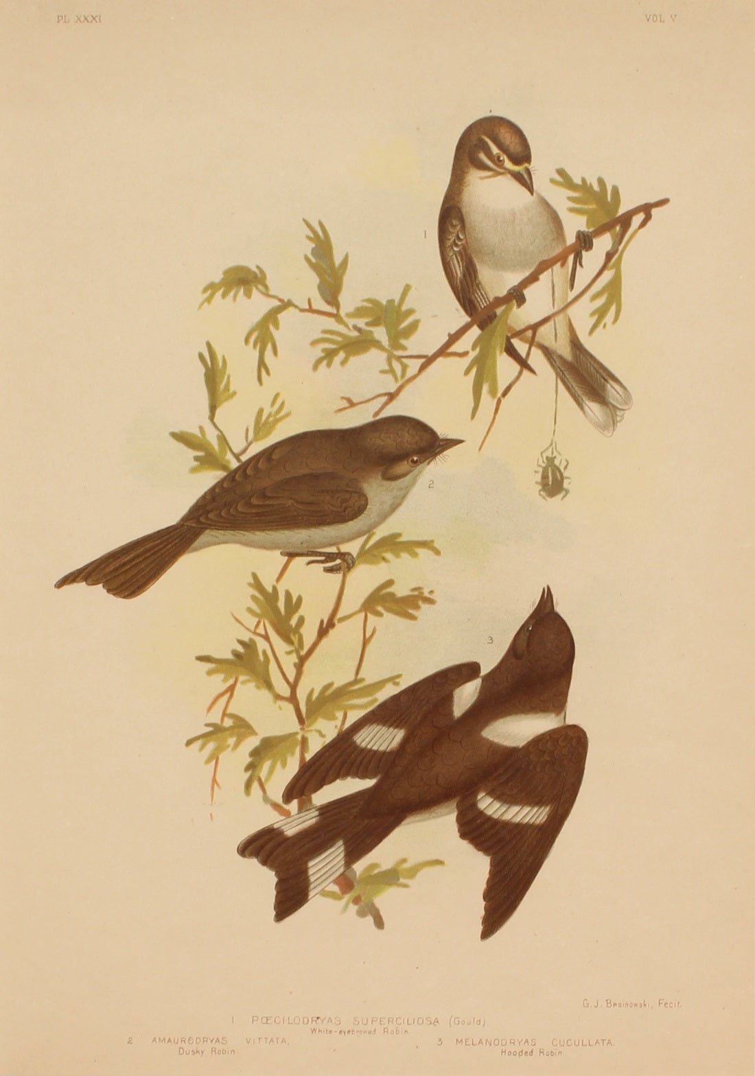 Bird, Broinowski Gracius J, White Eyebrowed Robin, Dusky Robin and Hooded Robin, c1891