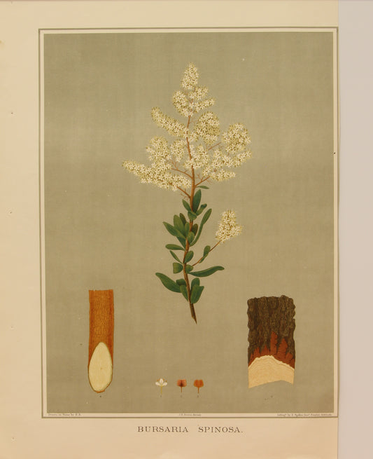 Botanical, Brown John Ednie, Bursaria Spinosa, chromolithograph, 1882-1890