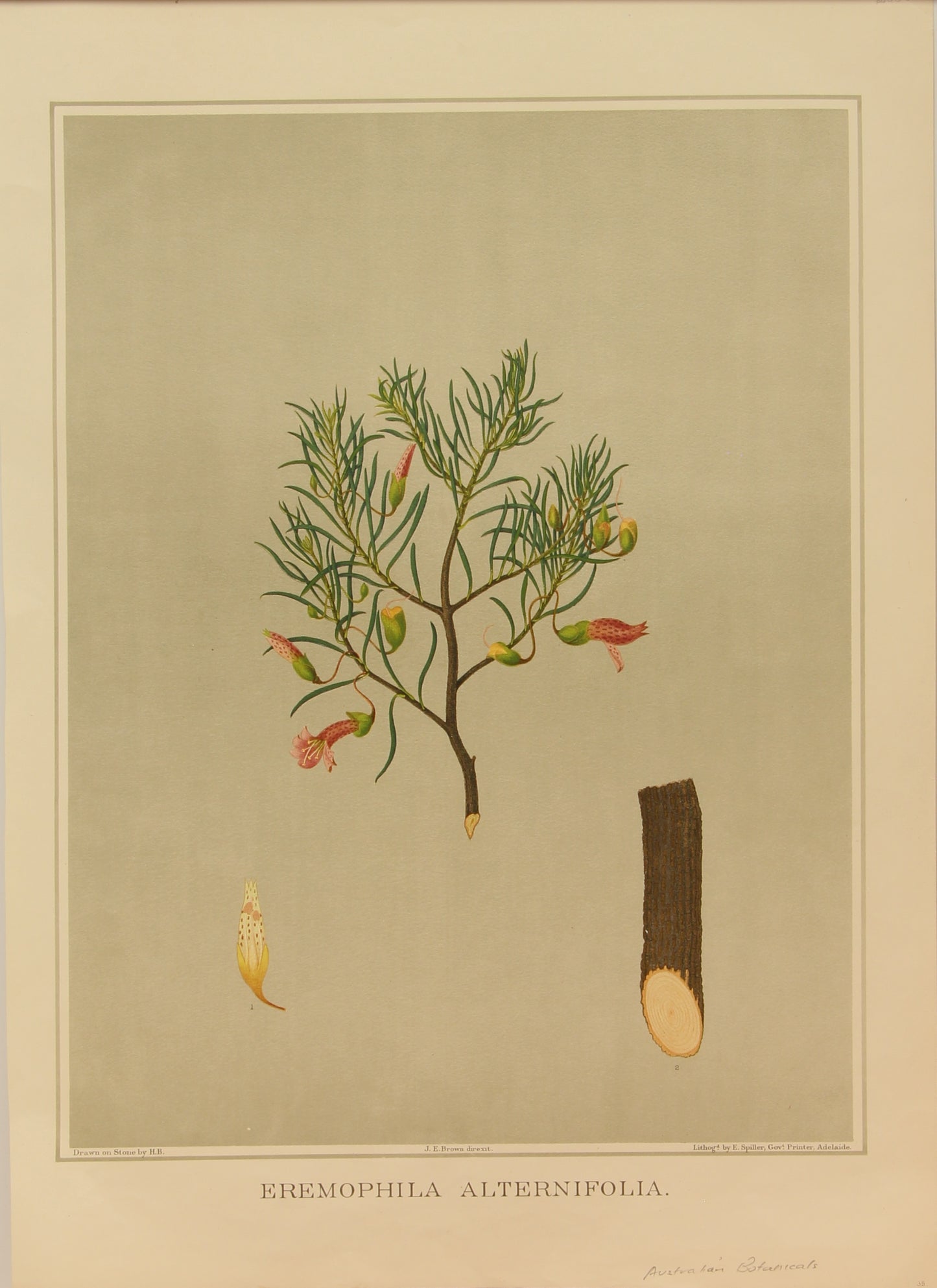 Botanical, Brown John Ednie, Eremophila Alternifolia,  chromolithograph, 1882 - 1890