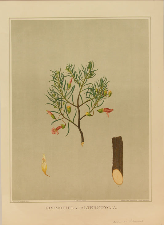 Botanical, Brown John Ednie, Eremophila Alternifolia,  chromolithograph, 1882 - 1890