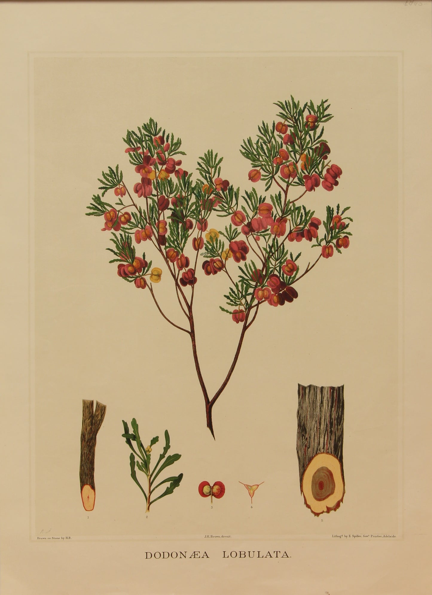 Botanical, Brown John Ednie, Dodonaea Lobulata, chromolithograph, 1882-1890