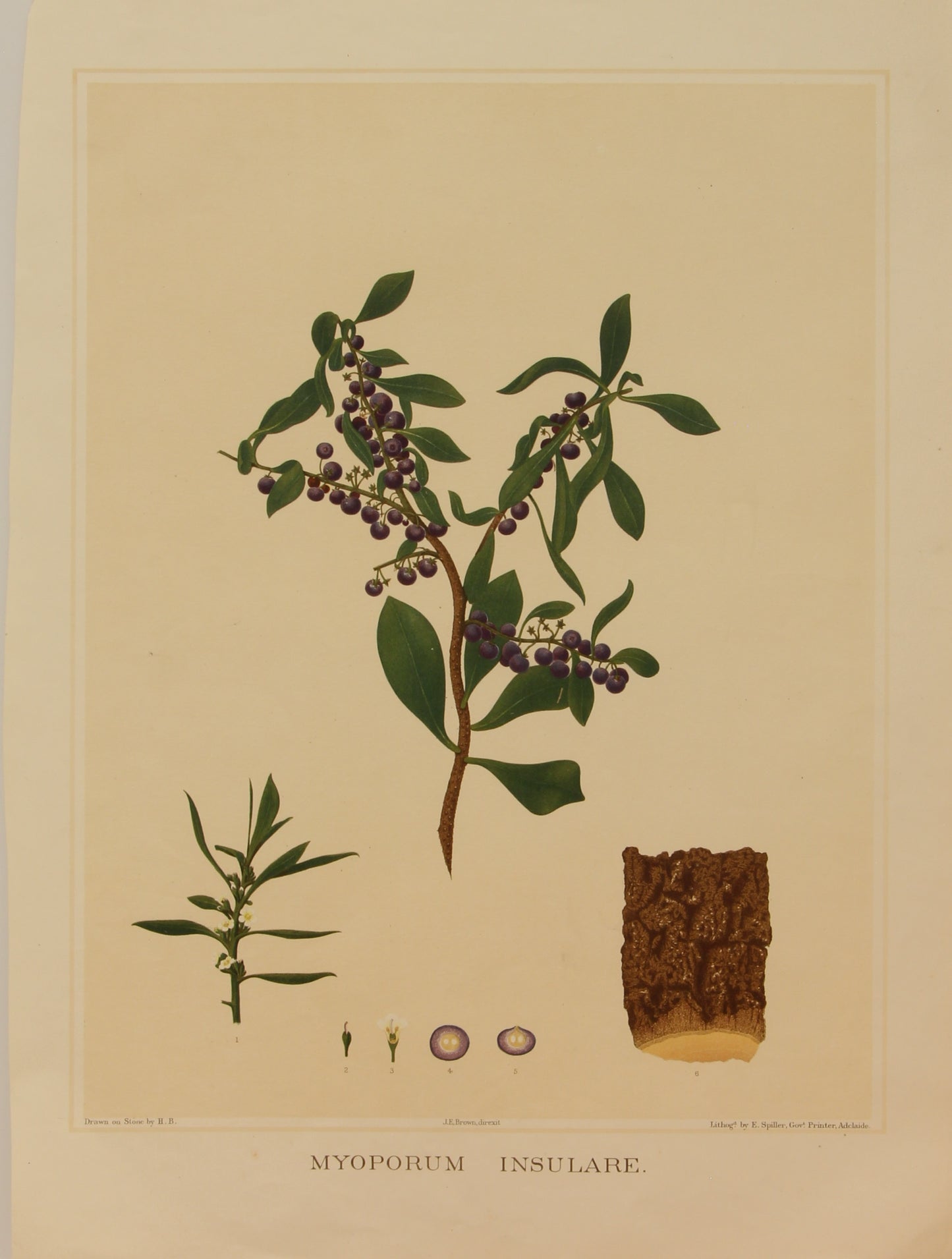 Botanical, Brown John Ednie , Myoporum Insulare, chromolithograph, 1882 - 1890
