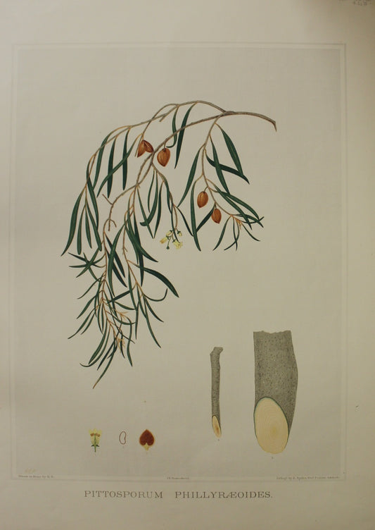Botanical, Brown John Ednie, Pittosporum Phillyraeoides , Chromolithograph, 1882-1890