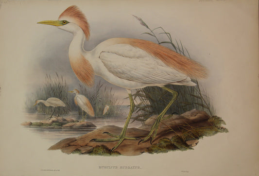 Bird, Gould, John, Bubulcus Russatus, 1862-1873