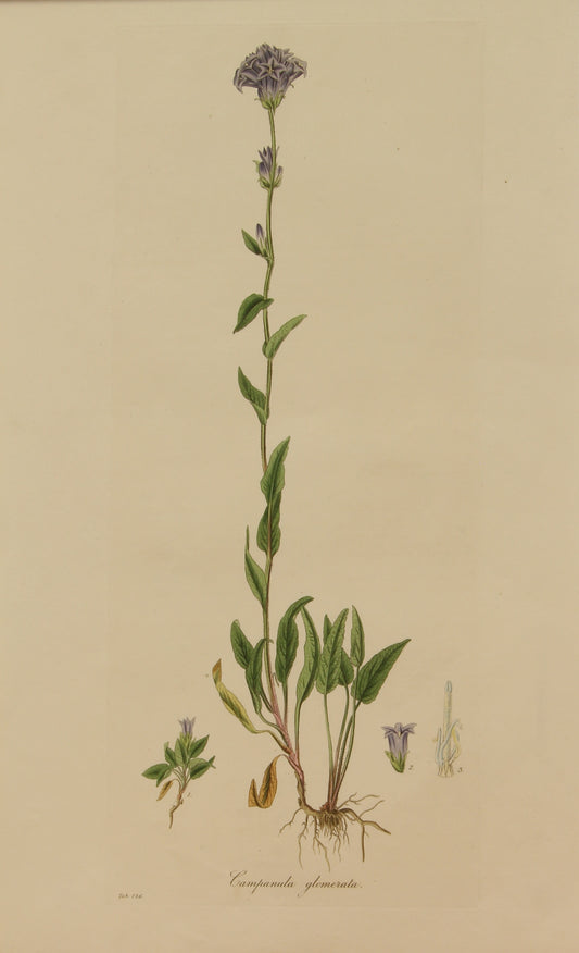 Botanical, Curtis William, Campanula Glomerata, Flora Londinensis,  c1817