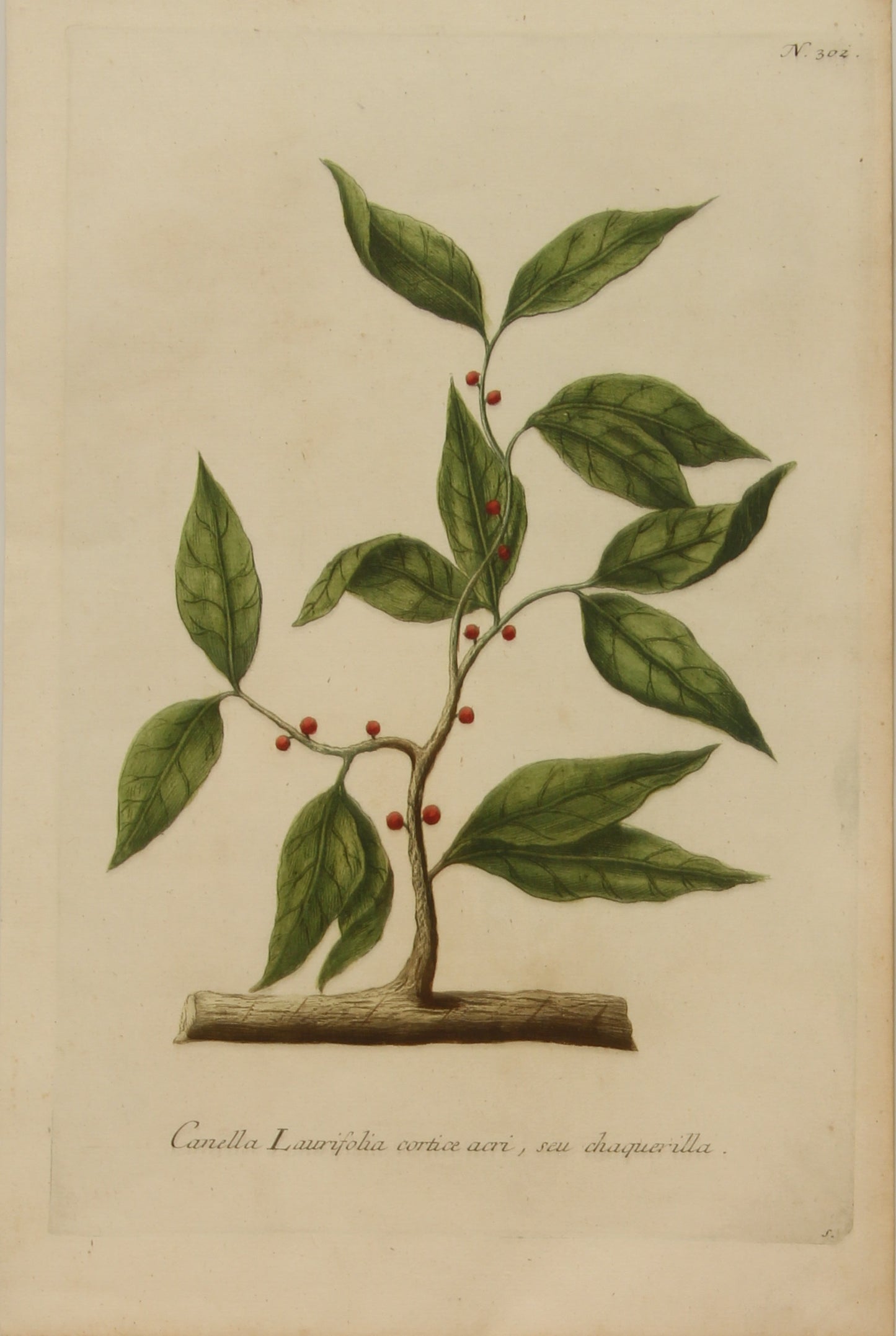 Botanical, Weinmann Johann Wilhelm: Canella Laurifolia, c1737,  Phytanthoza Iconographiaraphia