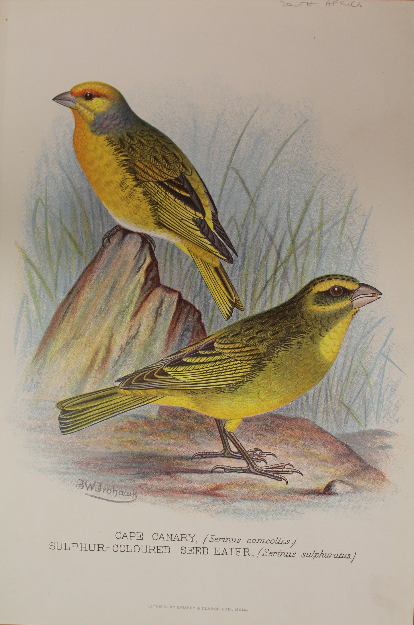 Bird, Frohawk, Frederick W, Cape Canary and Sulphur Coloured Seed Eater, Africa, c1896