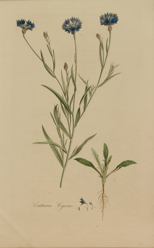 Botanical, Curtis William, Centura Cyanus, Flora Londinensis,  c1817