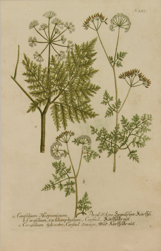 Botanical, Weinmann, Johann Wilhelm: Cerefolium Hispanicum, c1737 Phytanthoza Iconographia