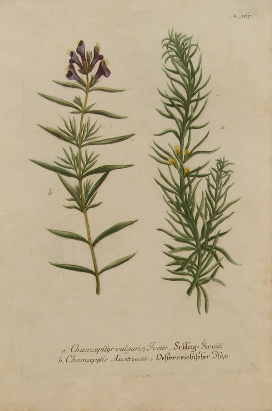 Botanical, Weinmann Johann Wilhelm: Chamcepitys, Phytanthoza Iconographia, c1737-1745