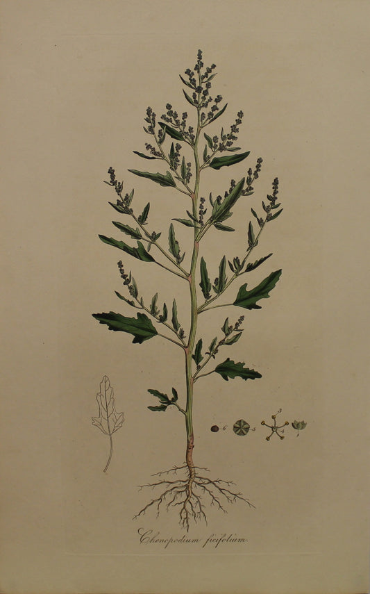 Botanical, Curtis William, Chenopodium Ficifolium, Fig-Leaved Goosefoot, Flora Londonensis, c1817