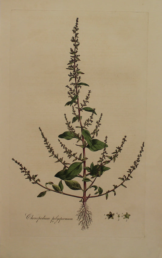 Botanical, Curtis William, Chenopodium Polyspermum, Round-Leaved Goosefoot or All-Seed, Flora Londonensis, c1817