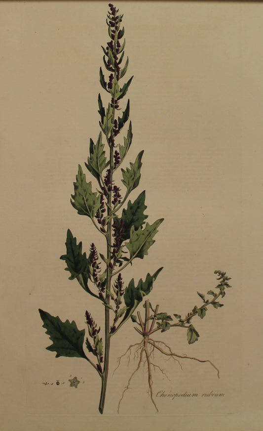 Botanical, Curtis William, Chenopodium Rubrum, Red Goosefoot, Flora Londonensis, c1817