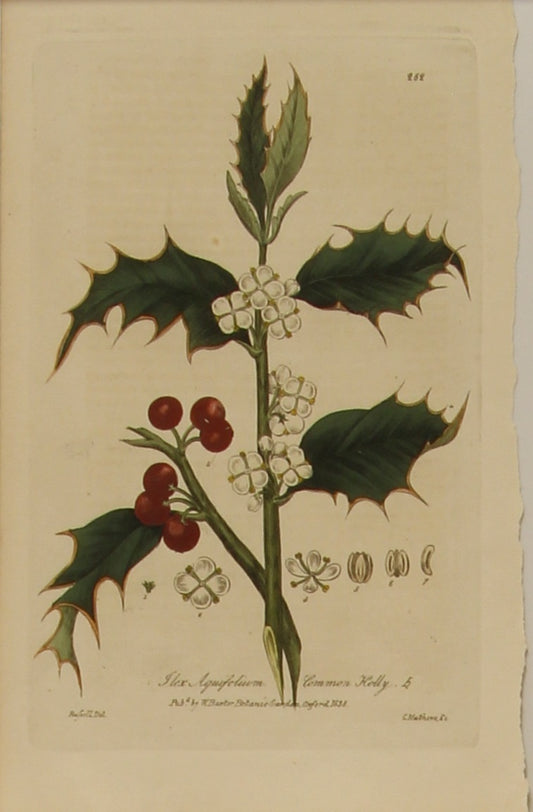 Botanical, Curtis William, BM, Common Holly, 1794