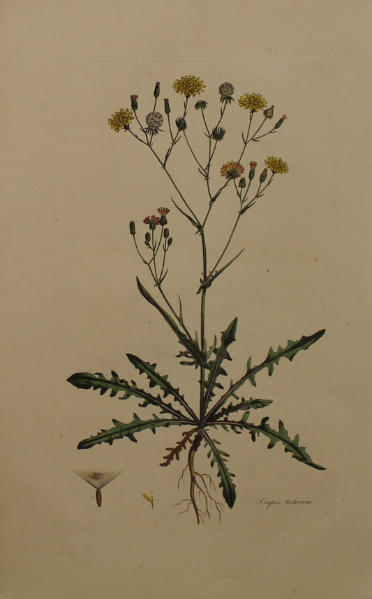 Botanical, Curtis William, Crepis Tectorum, Smooth Hawks Beard, Flora Londonensis, c1817