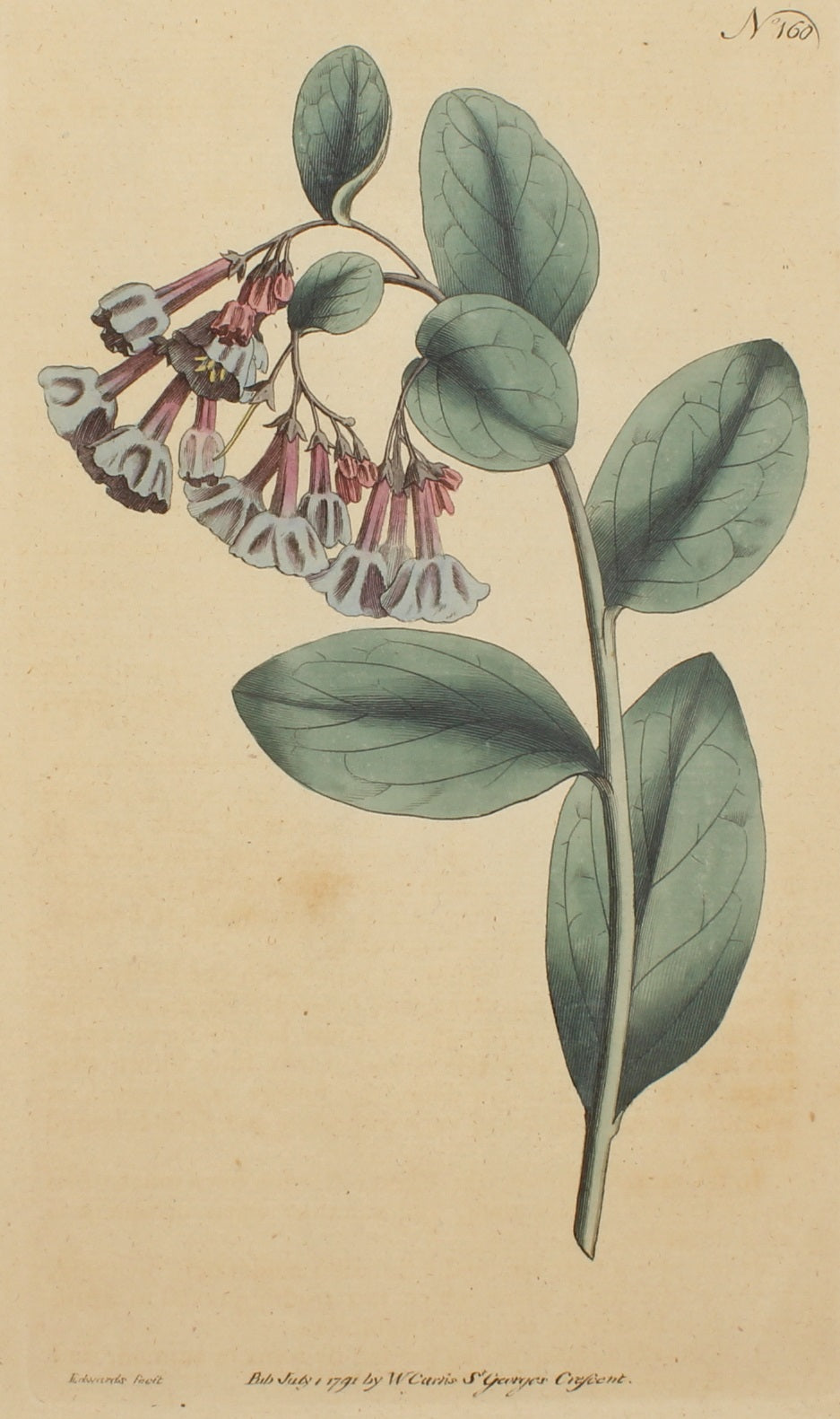 Botanical, Curtis William, Botanical Magazine,  Plate 160, July, 1791
