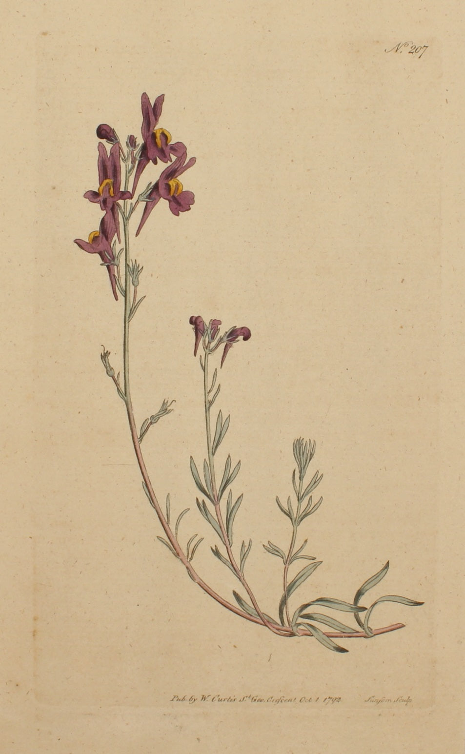 Botanical, Curtis William, Botanical Magazine,  Plate 207, October, 1792