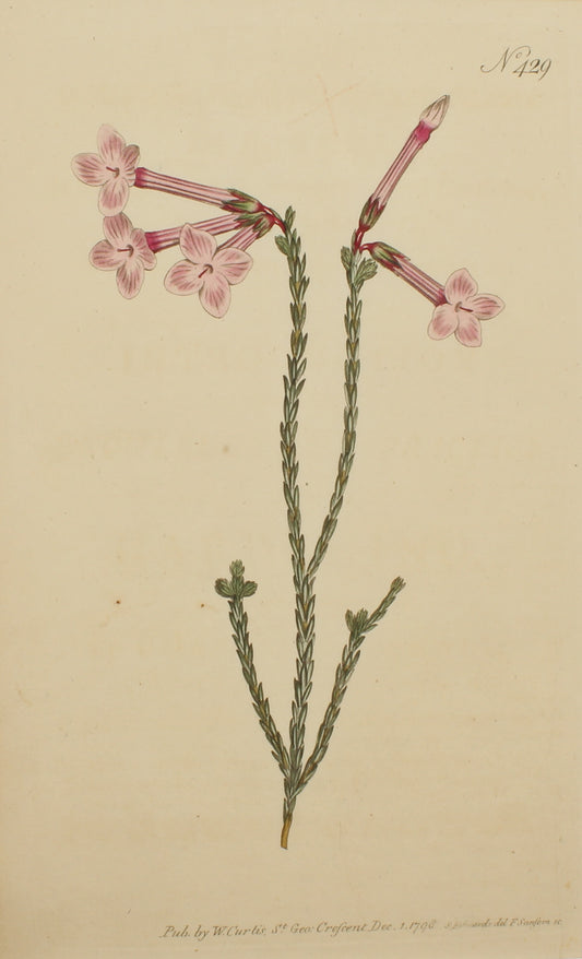 Botanical, Curtis William,  Aiton's  Heath, Botanical Magazine,1797