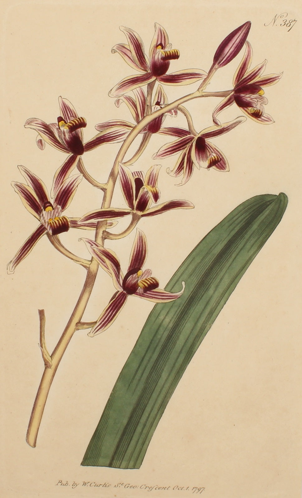 Botanical, Curtis William, BM, Aloe Leaved Epidendrum, 1787
