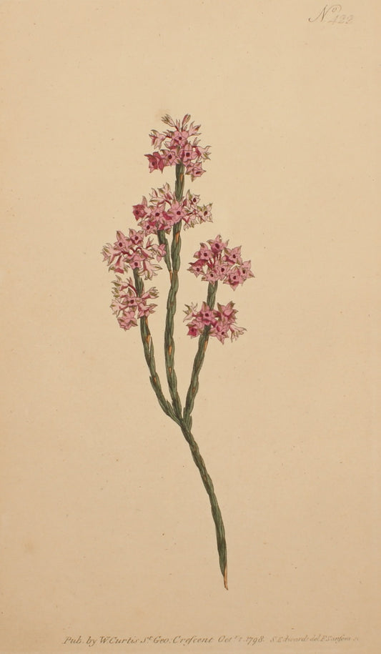 Botanical, Curtis William, BM, Articular Heath, 1797