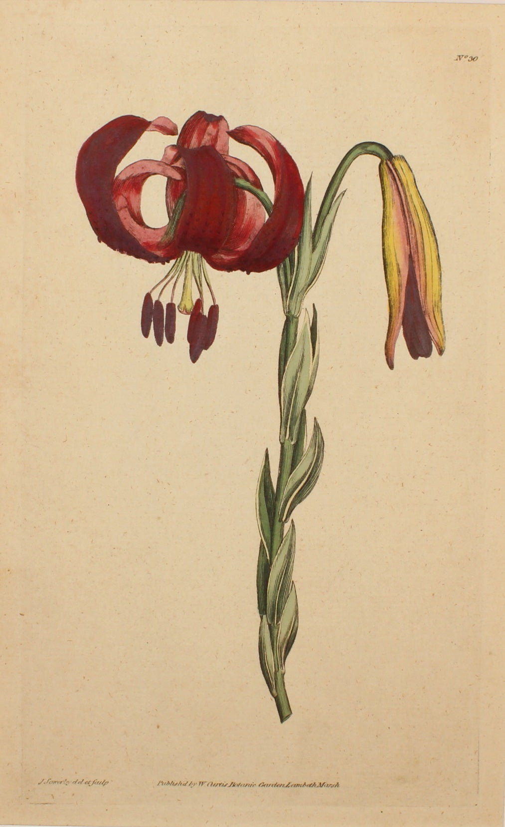 Botanical, Curtis William, BM, Chalcedonian Lilly 1790
