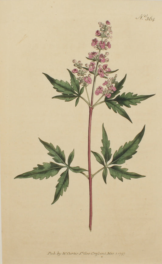 Botanical, Curtis William, BM, Five-Leaved Chaste-Tree 1797