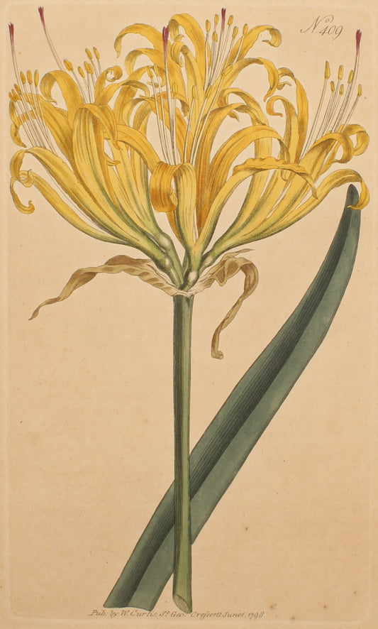 Botanical, Curtis William, BM, Golden Amaryllis, 1791