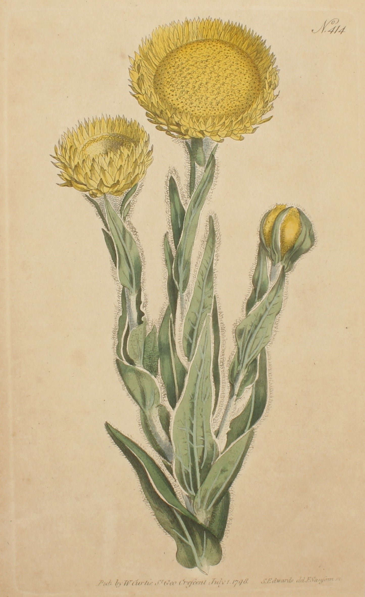 Botanical, Curtis William, BM, Great Yellow Flowered Xeranthemum 1798