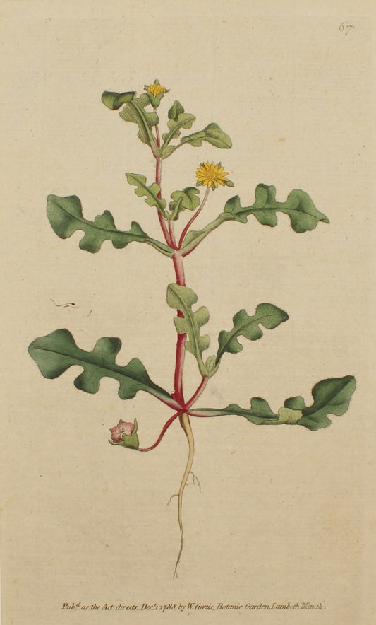 Botanical, William Curtis, BM, Jagged-Leaved Fig-Marigold, 1788