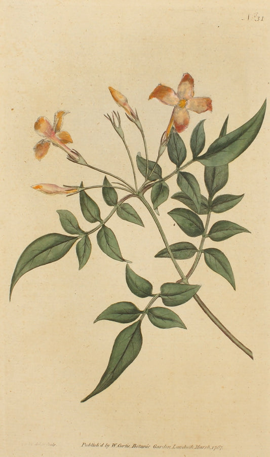 Botanical, William Curtis, BM, Jasmine,1787