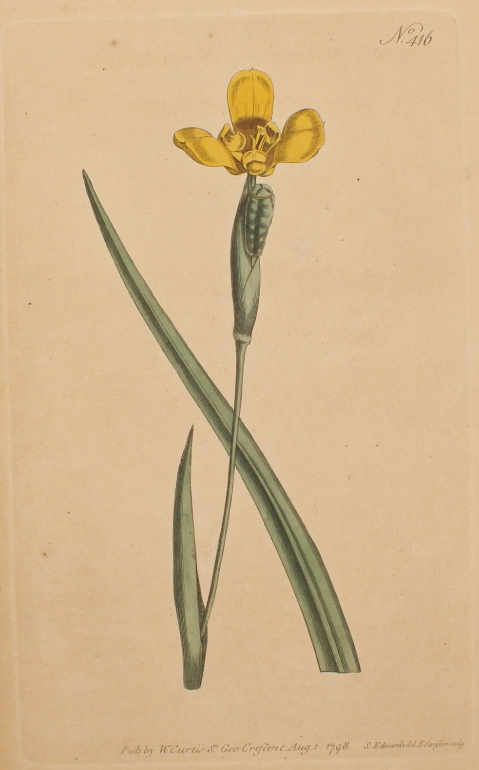 Botanical, William Curtis, BM, Martinicom Iris ,1798