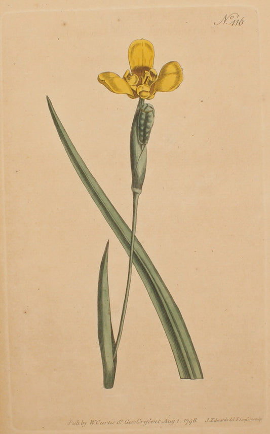 Botanical, William Curtis, BM, Martinicom Iris ,1798