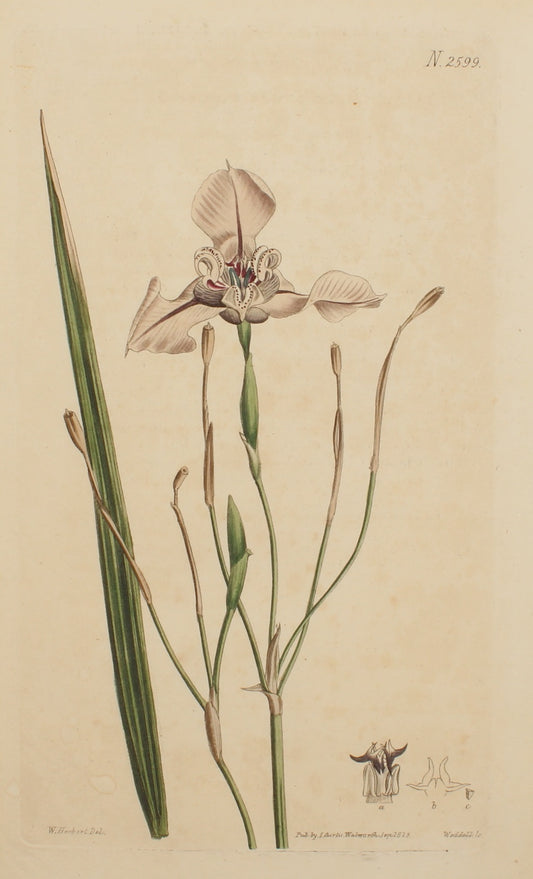 Botanical, Curtis William, BM, Mr George Herbert's Tiger-Flower, 1825