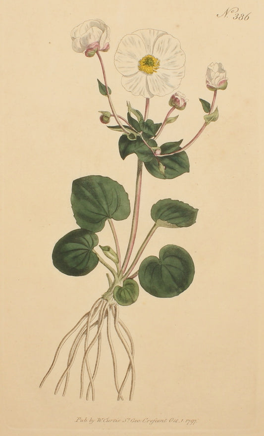 Botanical, Curtis William, BM, Parnaassia-Leaved Crowfoot, 1797