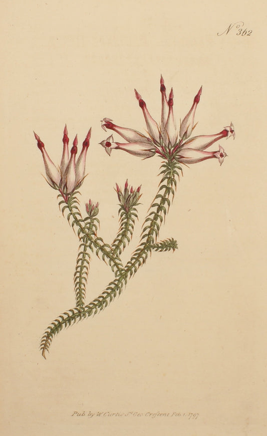 Botanical, Curtis William, BM, Recurved Heath, 1797