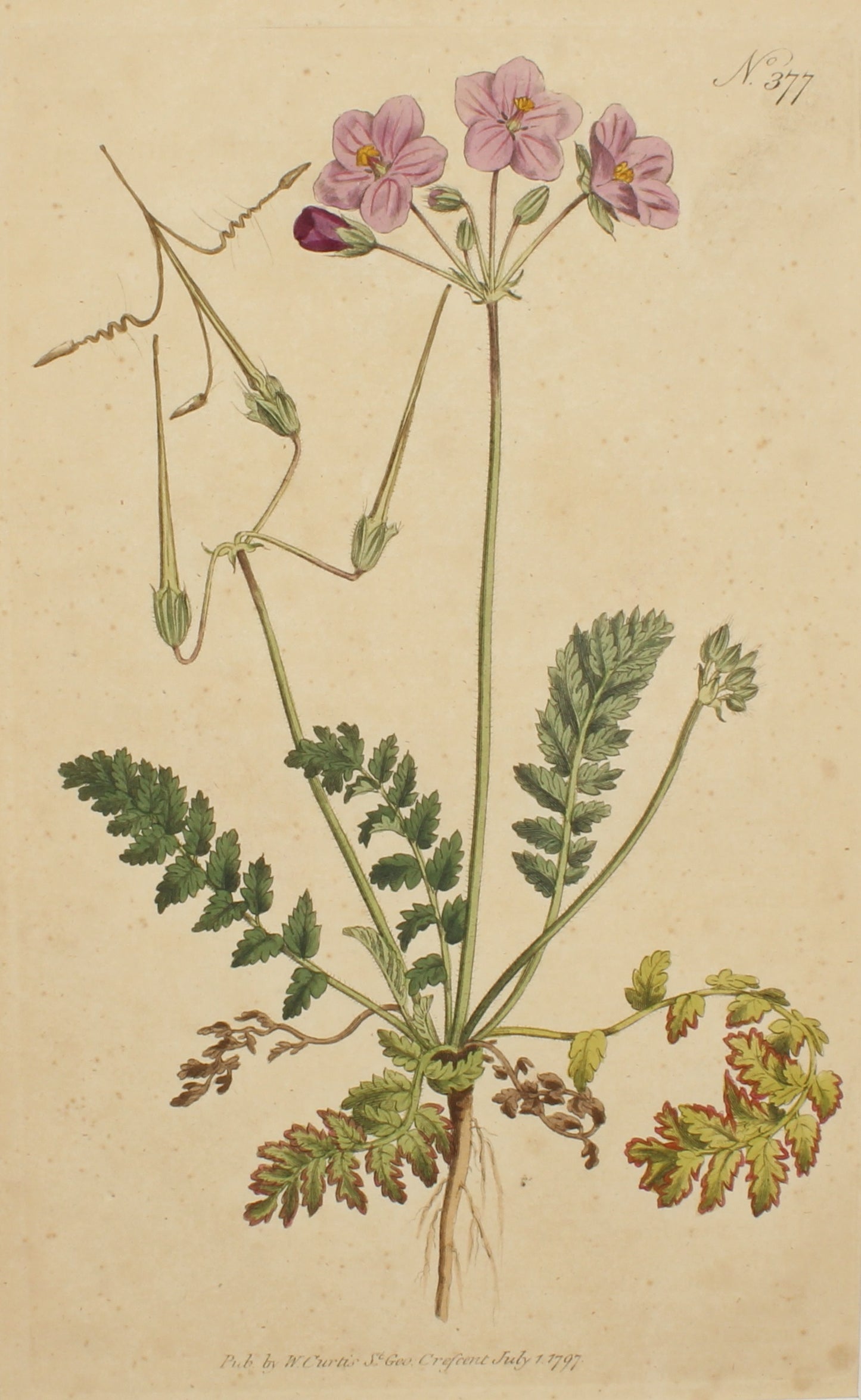 Botanical, Curtis William, BM, Roman Crane's Bill, 1797