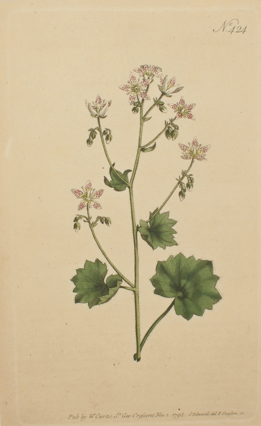 Botanical, Curtis William, BM, Round Leaved Saxifrage, 1798