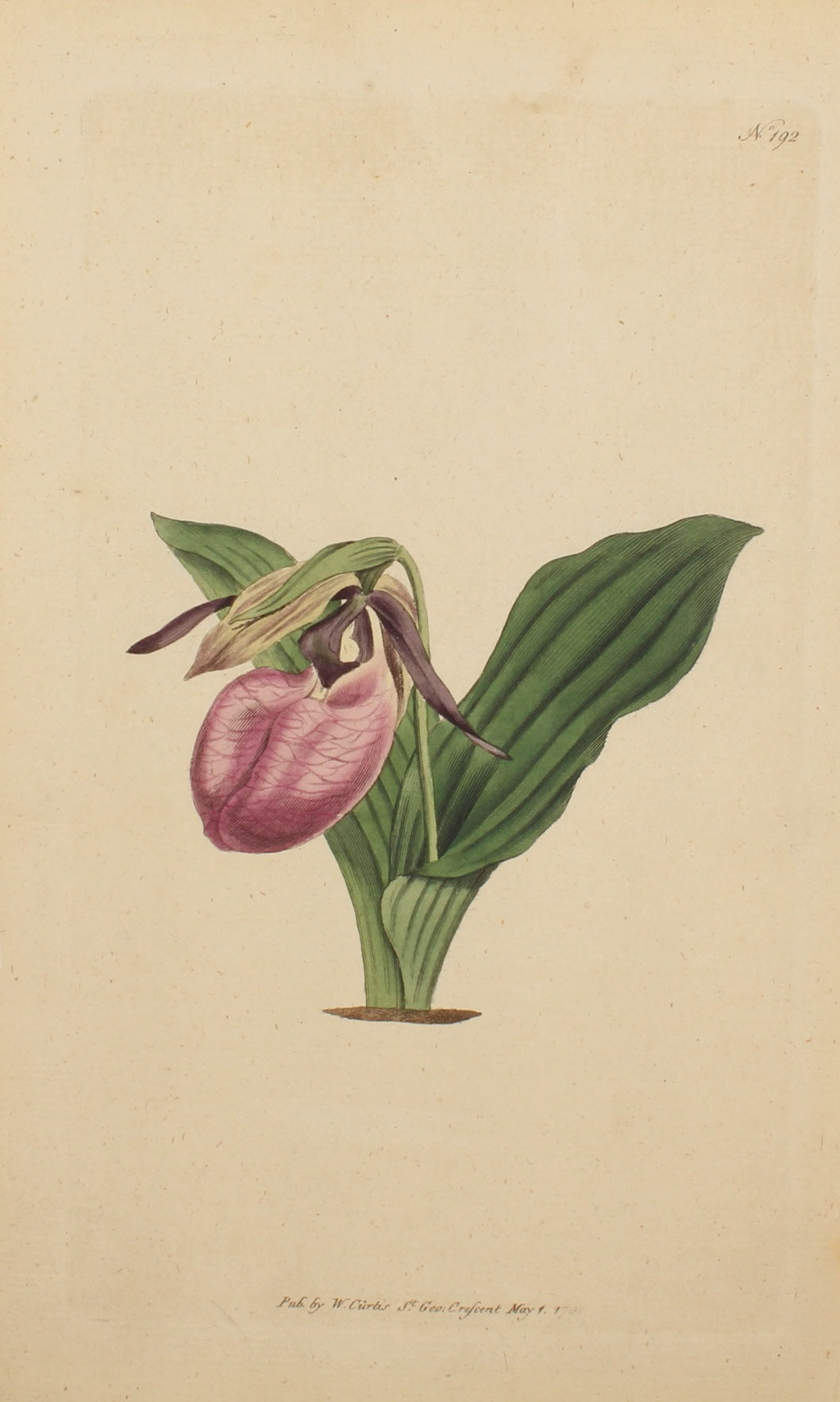 Botanical, Curtis William, BM, Two Leaved Lady's Slipper, 1790