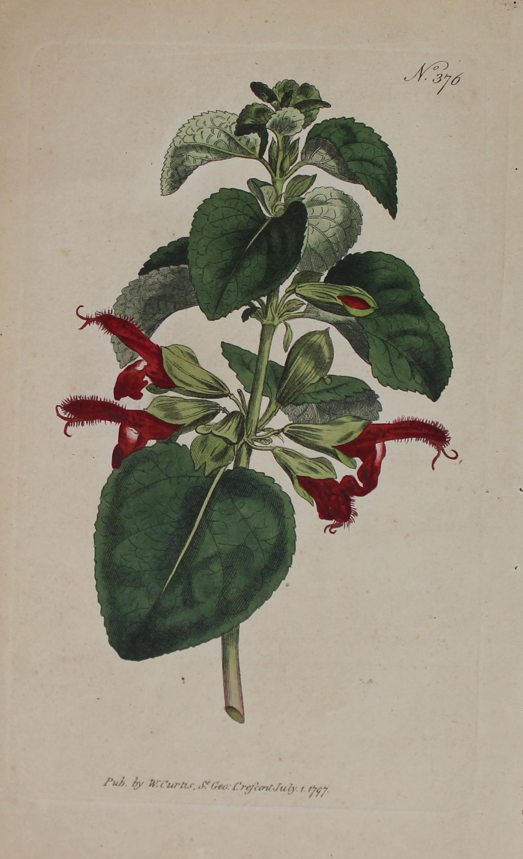 Botanical, Curtis William, BM, Crescent July, 1794
