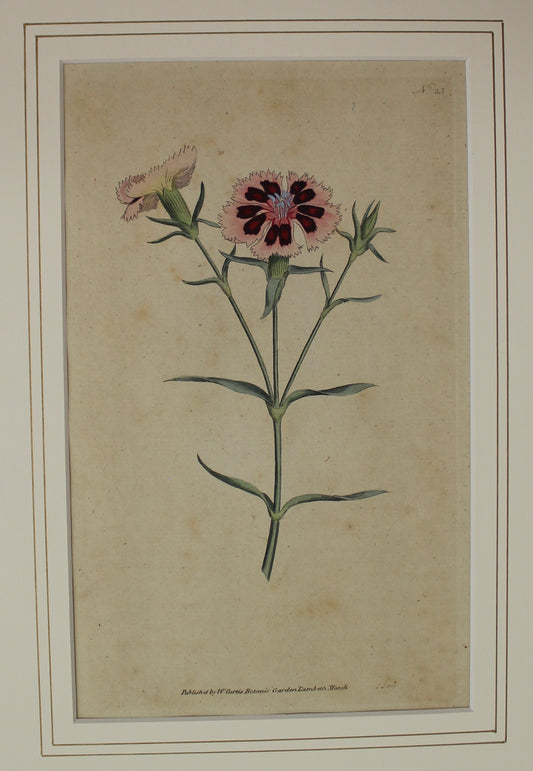 Botanical, Curtis William, Botanic Garden Lambeth Marsh, 1794