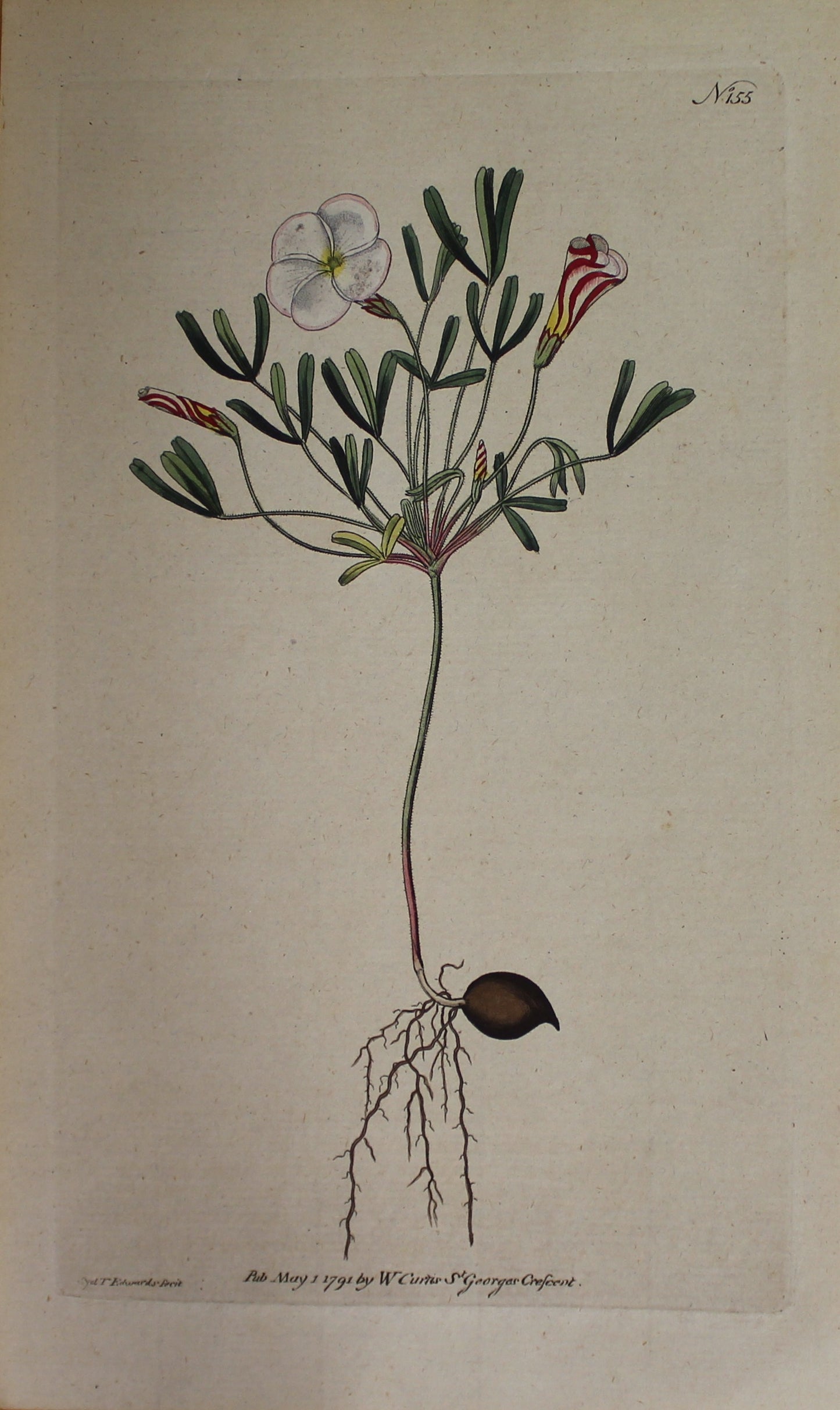 Botanical, William Curtis, BM, Striped Flowered Wood-Sorrel, 1794