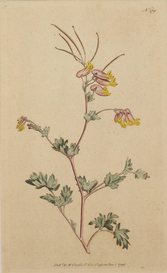 Botanical, Curtis William, Botanical Magazine,  Plate 179, October, 1792