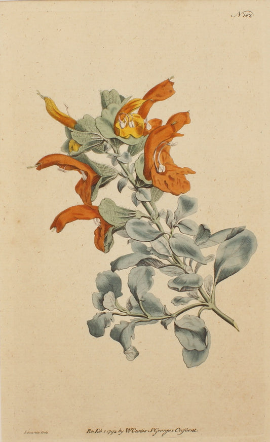 Botanical, Curtis William, Botanical Magazine, No.182, Feb 1792