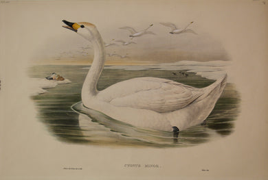 Bird, Gould, John, Cygnus Minor, 1862-1873