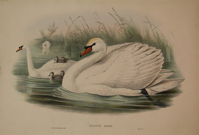 Bird, Gould, John, Cygnus Olor, 1862-1873