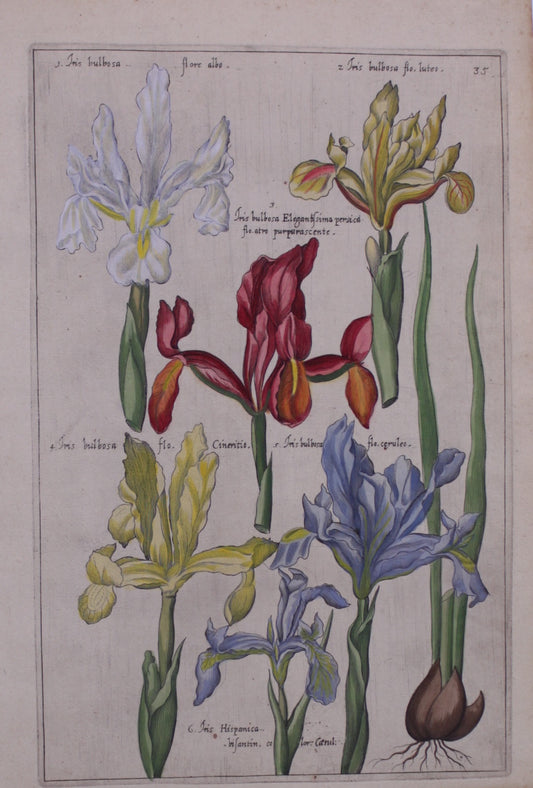 Botanical, De Bry, Iris 1, prints on demand