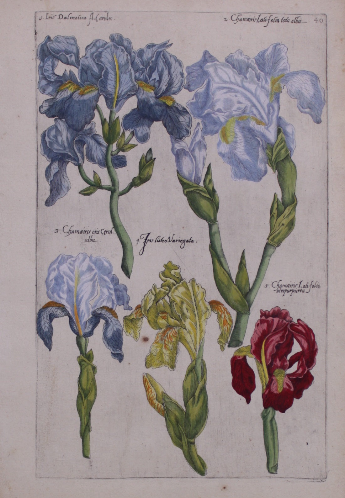 Botanical, De Bry, Iris 2, prints on demand
