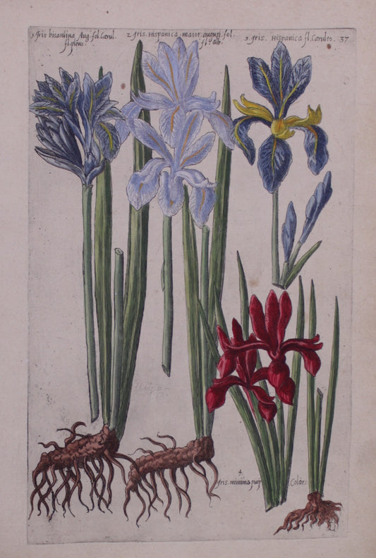 Botanical, De Bry, Iris 3, prints on demand