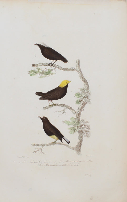 Bird: de Buffon,  Birds by George-Louis Leclerc Comte de Buffon, c 1789